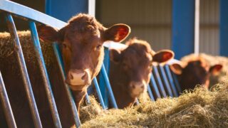 DAERA engaged in ‘radio silence on key questions’ on bluetongue – UFU