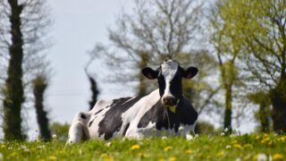 Introduction of bird flu from US dairy cattle to Europe ‘very unlikely’ – EFSA