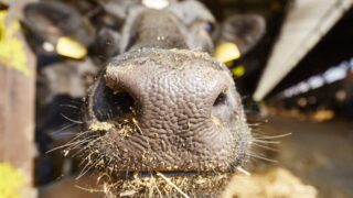 New suspected case of bluetongue under investigation in Co. Down