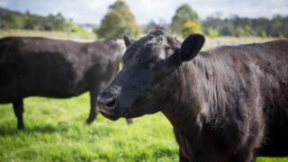 NI farmers urged to ‘opt into’ Beef Carbon Reduction Scheme