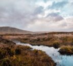 Peatland viruses playing ‘active role’ in ecosystem health – research