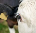 Suspected bluetongue cases on fourth Co. Down farm