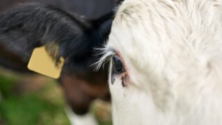UFU: ‘No intention to cull animals’ at this time in relation to bluetongue