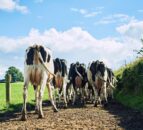 Designing a lameness control plan for 2026