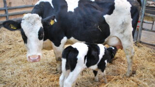 Preparing for quality colostrum ahead of the calving season