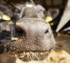 Financial support for pre-movement testing in NI bluetongue control zone