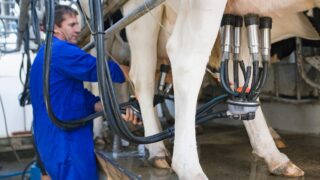 AHDB: ‘Plummeting’ dairy commodity prices ‘may have reached a floor’