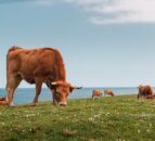 Bluetongue antibodies found in cattle herd on Isle of Man