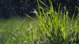 Grass production must be ‘harnessed effectively’ – NI dairy expert