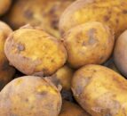 No return in sight for fungicide used to treat potato blight - GB Potatoes
