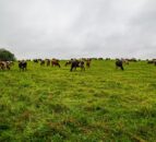 DAERA awards £4m to project focused on sustainable use of slurry