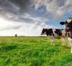 European Food Safety Authority reviewing Bovaer data