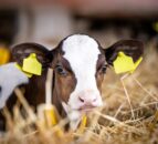Dairy advice: Controlling calf scour this spring