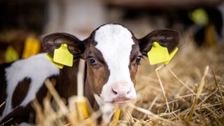 Dairy advice: Controlling calf scour this spring