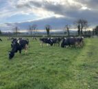 Is spring grazing a possibility yet?