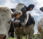 Farmers urged to check cows’ iodine status as goitre linked to abortions