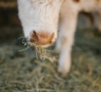 NI brucellosis compensation rates for April confirmed