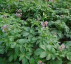 PDA publishes new potato crop nutrition advisory leaflet