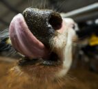 UFU ‘cautiously welcomes’ lifting of bluetongue movement restrictions