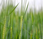 AHDB to launch new web-based BYDV management tool