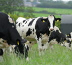 What are the environmental pressures for bTB-restricted farms?