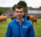 Advice: Suckler herd fertility – getting cows back in calf
