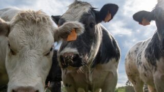 Beef price drop shows farmers are ‘taking the hit again’ – UFU