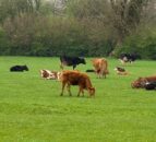UK breeding cattle and sheep populations continue to decline