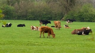 UK breeding cattle and sheep populations continue to decline