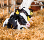 Hungry calves will ‘trade-off play’ to prioritise food – study