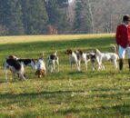 Alliance Party reintroduces fox hunting ban proposal in NI Assembly