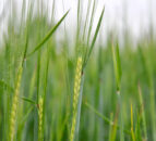 Winter barley crops reportedly in strong condition across most parts of UK