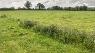 Weed control needed as warm weather drives growth