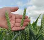 Wheat futures continue to creep up