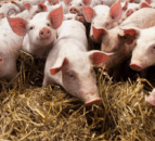 Researchers publish roadmap for higher-welfare pig farming