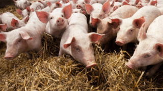 Researchers publish roadmap for higher-welfare pig farming