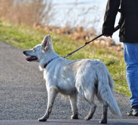 Public consultation launched in NI on animal welfare reforms