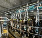 Keeping on top of heat detection as breeding kicks off