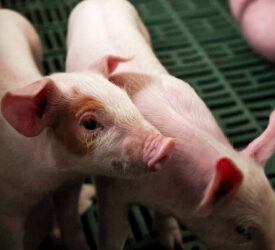 UFU meets Sofina Foods on ‘future of NI pig producers’
