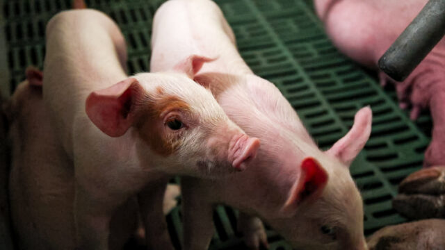 UFU meets Sofina Foods on ‘future of NI pig producers’