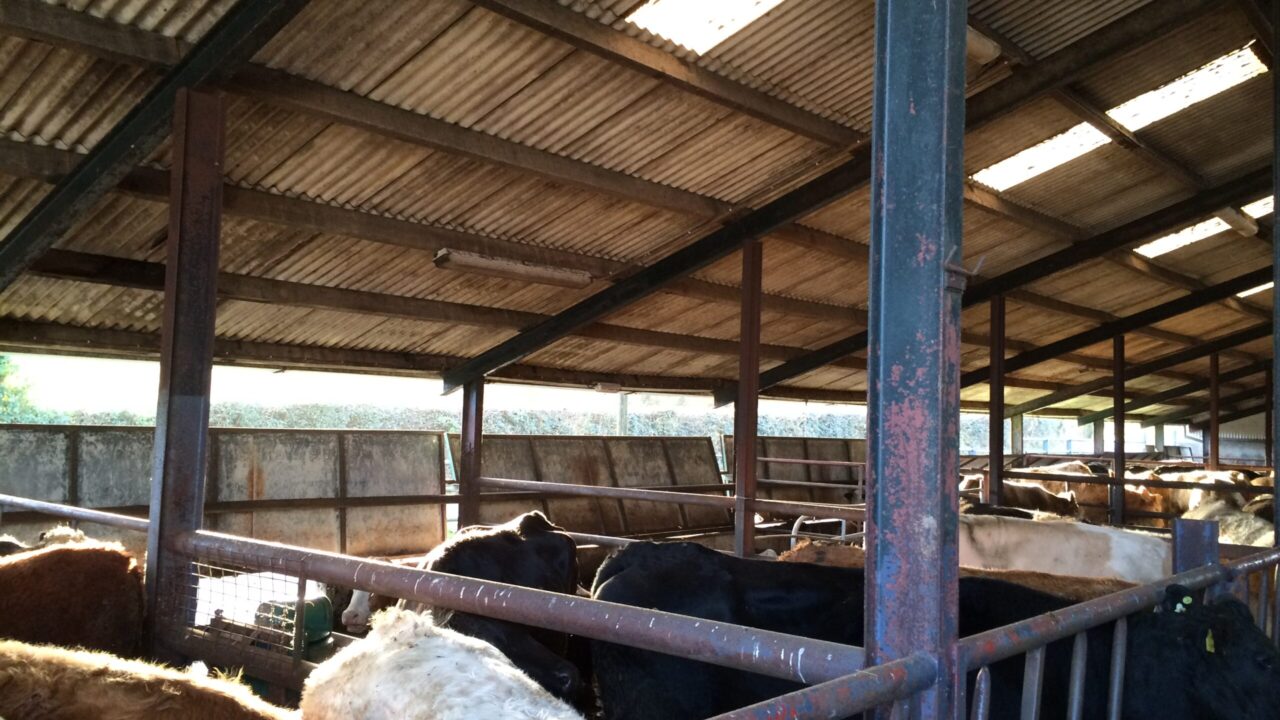 agriland.co.uk - Conor Galligan - Two farm deaths in 2026 caused by falls from height - HSENI