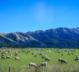 NZ sheep and beef farm profit expected to jump 96% year-on-year