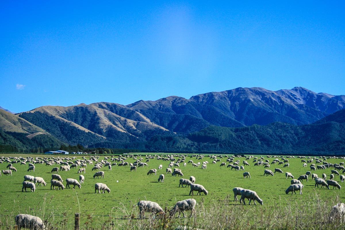 agriland.co.uk - Joe Griffin - NZ sheep and beef farm profit expected to jump 96% year-on-year