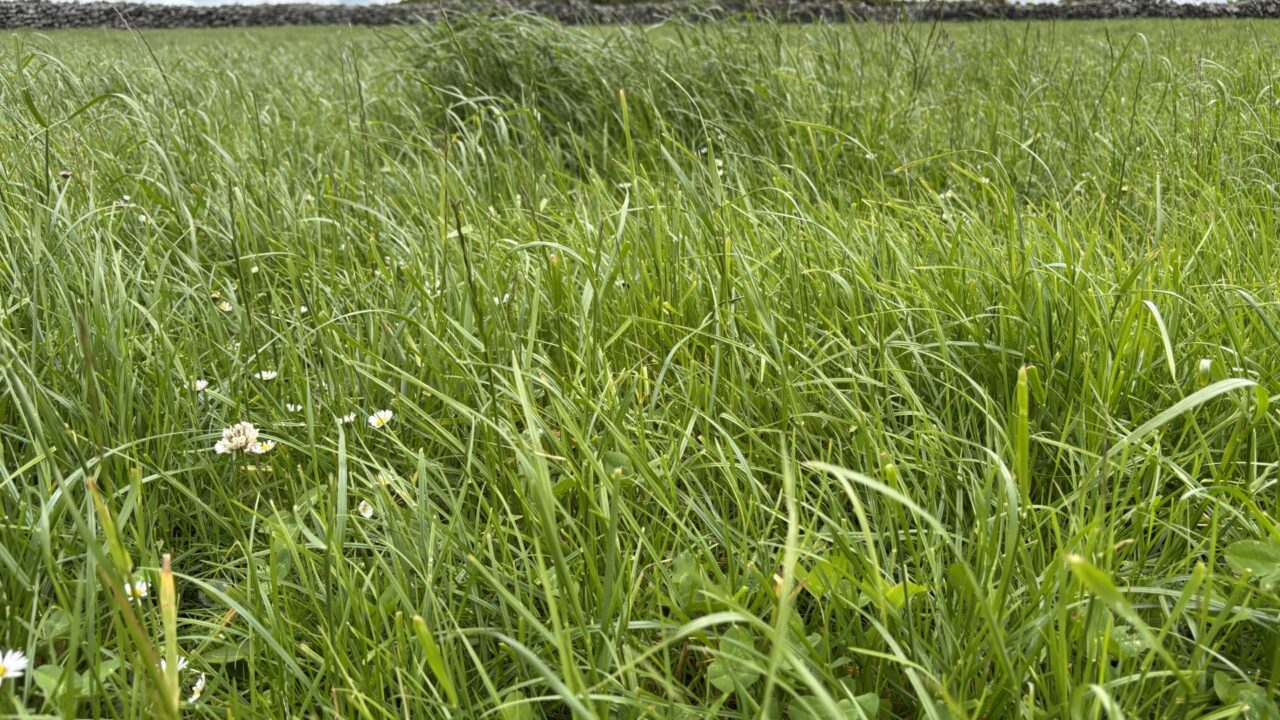 How the first grazing determines the success of spring reseeds