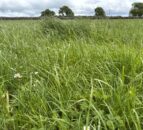 How the first grazing determines the success of spring reseeds