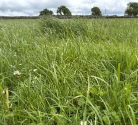How the first grazing determines the success of spring reseeds