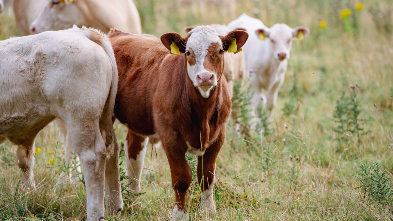 agriland.co.uk - Agriland Team - GB farms see rise in cattle numbers under 12 months