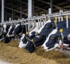 NI dairy farmers recognise breeding ‘is about the future’ – specialist