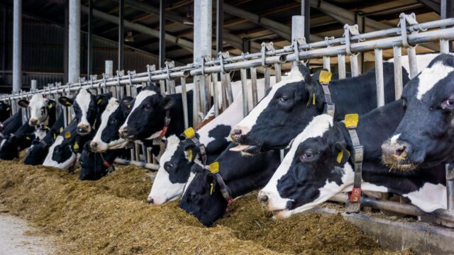 NI dairy farmers recognise breeding ‘is about the future’ – specialist