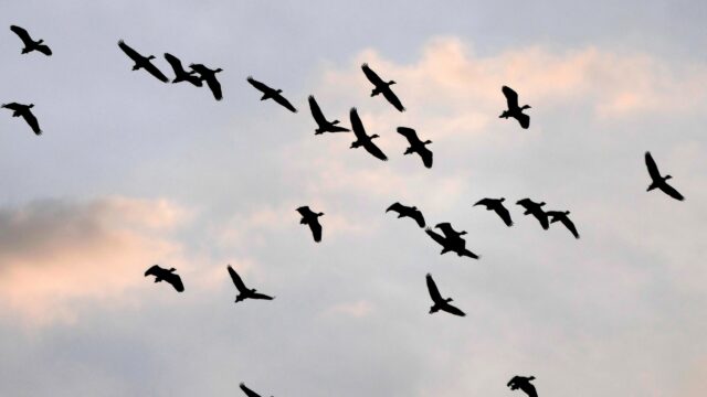 Australia confirms first case of H5N1 bird flu